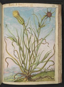 Tragopogon porrifolius, fra "Paintings of Flora of the Roman States" av Gherardo Cibo, Add MS 22333, f169r, c.1564-84 (akvarell og gouache på papir) av Gherardo Cibo