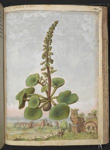 Umbilicus rupestris (Navlurt): Spiselig blomstrende plante, fra "Paintings of Flora of the Roman States" av Gherardo Cibo, Add MS 22333, f162r, ca. 1564-84 (akvarell og gouache på papir)