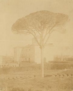 [Tre i formell hage utenfor Palazzo], 1860-70-tallet.