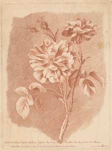 Bloemen Study of Flower after Nature tegnet av tessier Painter of Roy For Flowers (tittel på objekt)