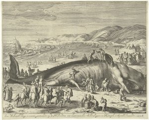 Strandet hval ved Berckhey, 1598 En hval lang 70 fot, strandet på den nederlandske havkysten, mellom Schevelingen og Katwyk, i Sprokkelmaandt, 1598 (tittel på objekt) av Gilliam van der Gouwen