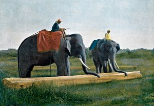 Elefanter som flytter en tømmerstokk, Ceylon, c1890 av Gillot
