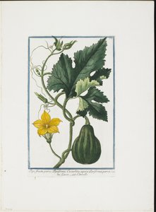 Grønnsakstrykk, fra Hortus Romanus, Vol. I eller II, 1772-93 (stippgravering, håndfarget gouache) av Giorgio Bonelli