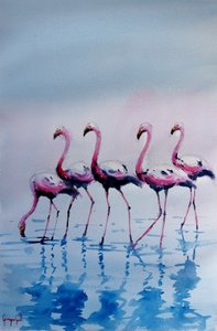 Rosa flamingoer som vasser av Giorgio Gosti