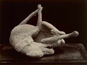 Dog, Pompeii, ca. 1870 (albumin sølvtrykk fra glassnegativ)
