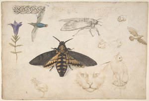 Studier av en Gentian, Moth, Birds, Cats, Interlacing Motiv og Greek Frets recto..., 1530-40. av Giorgio di Giovanni