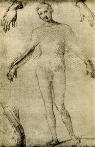 Modellstudie for en jomfru Maria som mater misericordiae av Giovanni Antonio Bazzi Sodoma