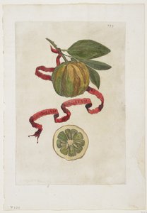 Aurantium Virgatum, fra Hesperides, 1646 av Giovanni Battista Ferrari