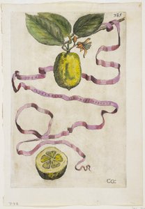Idem Aurantium Limonis Effigle, fra Hesperides, 1646 av Giovanni Battista Ferrari