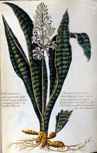 Aloe. Medisinske planter. Gravering - i "Praktisk botanisk historie, eller nomenklaturen, beskrivelsen og dydene til planter, som hører til bruken av medisin..." av Giovanni Battista Morandi