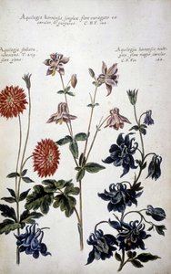 Botanisk bord: tre typer Ancolies (Aquilegia) - I "" Praktisk botanisk historie, eller av planter som er relevante for bruk av medier, nomenklatur, beskrivelse og dyder ..."" av Giovanni Battista Morandi (? - 1761) av Giovanni Battista Morandi