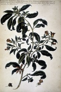 Botanisk kart: Belladona (Belladona Majoribus Folys) - I ""Praktisk botanisk historie, eller planter som er relevante for bruk av medier, nomenklatur, beskrivelse og dyder..."" av Giovanni Battista Morandi (? - 1761) av Giovanni Battista Morandi