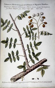 Opobalsamum (gren med seve) - I "" Praktisk botanisk historie, eller planter som er relevante for bruk av medier, nomenklatur, beskrivelse og dyder ..."" av Giovanni Battista Morandi (? - 1761) av Giovanni Battista Morandi
