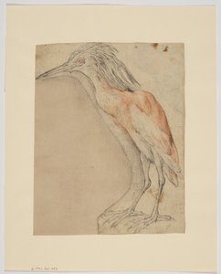 Heron, recto (kritt på papir) av Giovanni da Udine (after)
