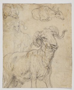 Ram og bøffel, verso (kritt- og akvarelltegning) av Giovanni da Udine (after)
