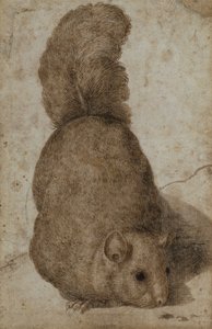 Et ekorn (penn og blekk) av Giovanni da Udine (attr. to)
