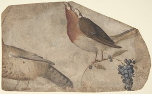 Fuglespisende druer recto, Tigress verso, 1487-1564.