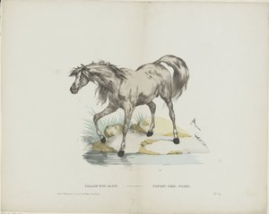 Étalon pur sang / Stallion full blood (tittel på objekt) av Glenisson and Van Genechten