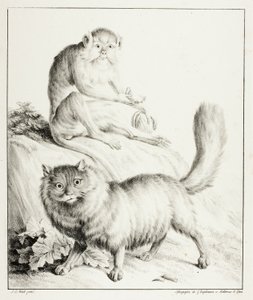 Katt og ape