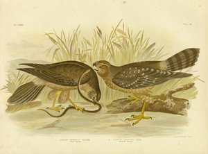 Alliert Harrier eller Spotted Harrier, 1891 av Gracius Broinowski