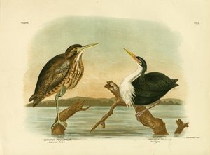 Australian Bittern, 1891 av Gracius Broinowski