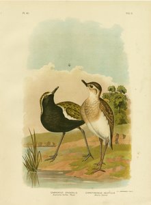 Australian Golden Plover eller Pacific Golden Plover, 1891 av Gracius Broinowski