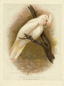 Blodfarget kakadu, 1891 av Gracius Broinowski