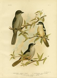 Jardines Campephaga eller vanlig sikadafugl, 1891