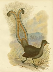 Lyrebird, 1891 av Gracius Broinowski