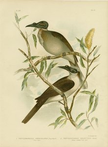 Noisy Friarbird, 1891 av Gracius Broinowski