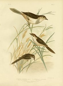 Rufous-tinted Cincloramphus or Rufous Songlark, 1891 av Gracius Broinowski