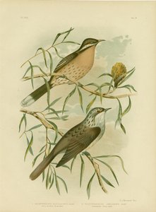 Honeyeater med piggete kinn, 1891 av Gracius Broinowski