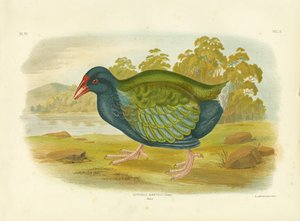 Takahe, 1891 av Gracius Broinowski
