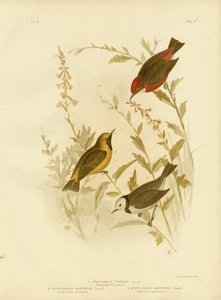 Trefarget Ephthianura, 1891 av Gracius Broinowski