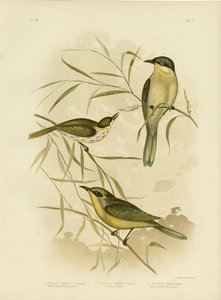 Honeyeater eller lilla-gapet honningeater, 1891 av Gracius Broinowski