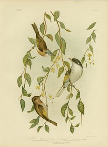 Hvitstrupet honningeter, 1891 av Gracius Broinowski