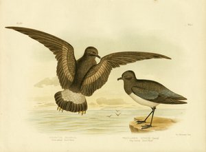 Gulvevet stormsvale, 1891 av Gracius Broinowski