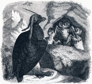 The Eagle and the Owl, illustrasjon fra 