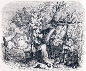 Hjorten og vintreet - Fables av La Fontaine av Grandville