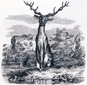 Hjorten ser på seg selv i vannet - Fables av La Fontaine av Grandville