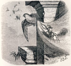 Edderkoppen og svalen (L