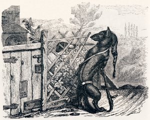 Ulven og den magre hunden - Fables av La Fontaine av Grandville