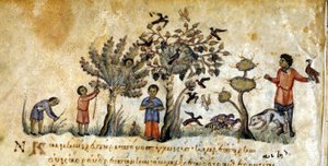 Jakt med falker for å fange fugler - i "" De Venatione"" av Oppianus, gresk manuskript fra 1200-tallet. Biblioteca Marciana. Venezia av Greek School