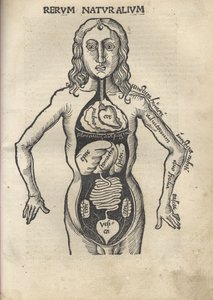 Margarita filosofisk Anatomi, 1504