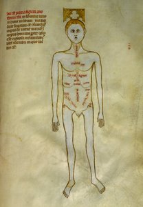 Anatomi og kirurgiske tavler: lokalisering av mannlige organer. I ""Liber notables Philippi den syvende kongen av frankerne, hentet fra bøkene til Galien""" av Gui de Pavia rundt 1345. Chantilly, Musee Conde
