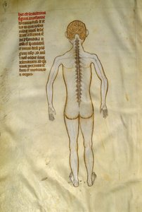 Anatomi og kirurgiske tavler: ryggmargen (i ryggvirvlene i ryggsøylen). I ""Liber notables Philippi den syvende kongen av frankerne, hentet fra bøkene til Galien""" av Gui de Pavia rundt 1345. Chantilly, Musee Conde