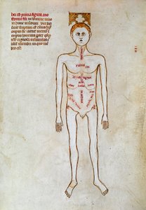 Kirurgi: representasjon av menneskekroppen. Miniatyr i ""Liber notables Philippi den syvende kongen av frankerne, hentet fra bøkene til Galien"" skrevet av Gui (Guy) av Pavia