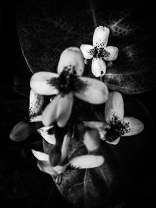 Blomst nr. 49 (bilde)