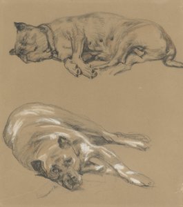 To studier av en liggende hund