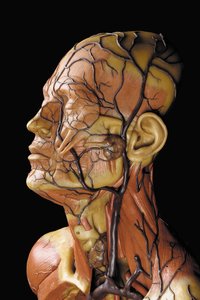 Detalj av en mannlig anatomisk ecorche-modell, som viser muskler, arterier og vener, sirkulasjonen og nervesystemet av Gustav Zeiller
